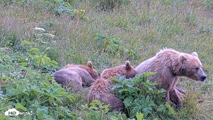 Kodiak Alaska Brown Bears Live Webcam - Aug 2, 2026, 1:43pm AKDT