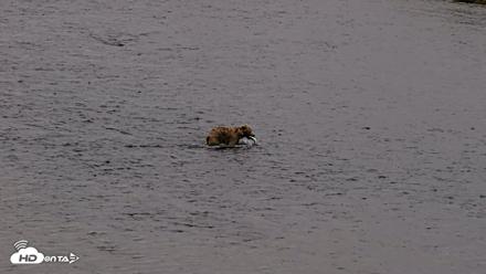 Kodiak Alaska Brown Bears Live Webcam - Aug 2, 2026, 10:15pm AKDT