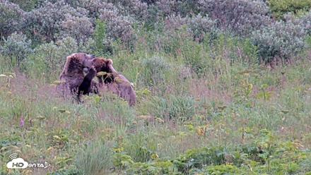 Kodiak Alaska Brown Bears Live Webcam - Aug 10, 2026, 7:17pm AKDT