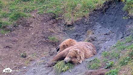 Kodiak Alaska Brown Bears Live Webcam - Aug 9, 2026, 5:49pm AKDT
