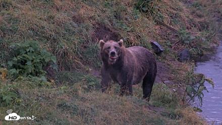 Kodiak Alaska Brown Bears Live Webcam - Aug 16, 2026, 7:06am AKDT