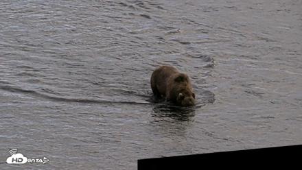 Kodiak Alaska Brown Bears Live Webcam - Aug 20, 2026, 5:20pm AKDT