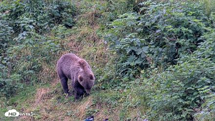Kodiak Alaska Brown Bears Live Webcam - Aug 20, 2026, 7:06pm AKDT