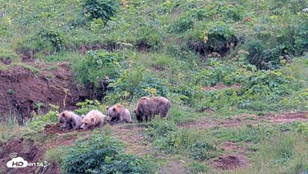 Kodiak Alaska Brown Bears Live Webcam - Aug 9, 2026, 5:30pm AKDT