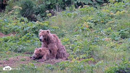 Kodiak Alaska Brown Bears Live Webcam - Aug 6, 2026, 6:10pm AKDT