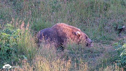 Kodiak Alaska Brown Bears Live Webcam - Aug 11, 2026, 8:54pm AKDT