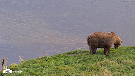 Kodiak Alaska Brown Bears Live Webcam - Oct 2, 2026, 6:25pm AKDT