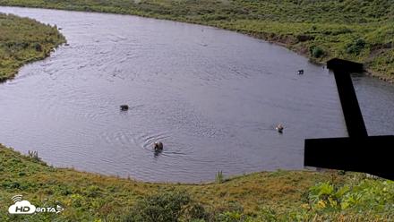 Kodiak Alaska Brown Bears Live Webcam - Aug 18, 2026, 10:05am AKDT