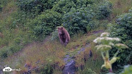 Kodiak Alaska Brown Bears Live Webcam - Jul 21, 2026, 8:41pm AKDT