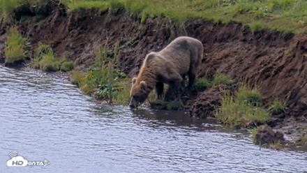 Kodiak Alaska Brown Bears Live Webcam - Aug 9, 2026, 12:22pm AKDT