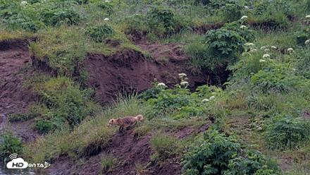 Kodiak Alaska Brown Bears Live Webcam - Jul 22, 2026, 12:25pm AKDT