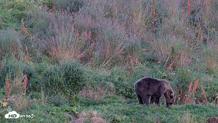 Kodiak Alaska Brown Bears Live Webcam - Aug 26, 2026, 8:57pm AKDT