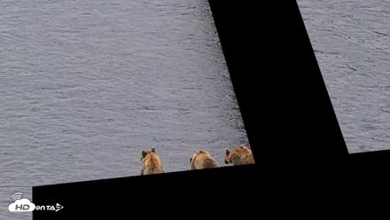 Kodiak Alaska Brown Bears Live Webcam - Aug 7, 2026, 1:04pm AKDT