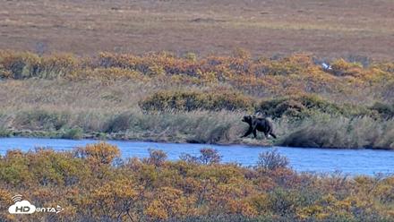 Kodiak Alaska Brown Bears Live Webcam - Oct 3, 2026, 3:59pm AKDT