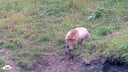 Kodiak Alaska Brown Bears Live Webcam - Aug 2, 2026, 7:49pm AKDT