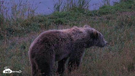 Kodiak Alaska Brown Bears Live Webcam - Aug 14, 2026, 6:42am AKDT