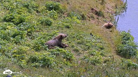 Kodiak Alaska Brown Bears Live Webcam - Aug 2, 2026, 1:24pm AKDT