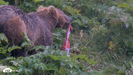 Kodiak Alaska Brown Bears Live Webcam - Jul 21, 2026, 7:29pm AKDT