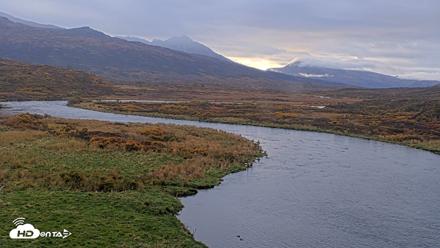 Kodiak Alaska Brown Bears Live Webcam - Oct 8, 2026, 9:37am AKDT