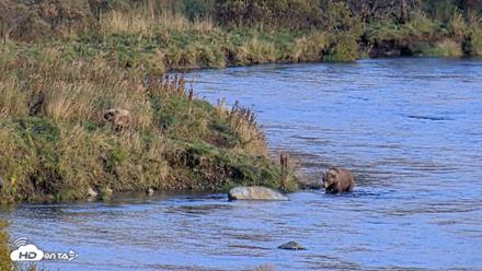 Kodiak Alaska Brown Bears Live Webcam - Oct 2, 2026, 5:35pm AKDT