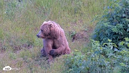 Kodiak Alaska Brown Bears Live Webcam - Aug 1, 2026, 3:35pm AKDT