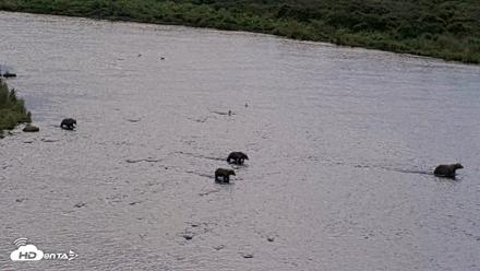 Kodiak Alaska Brown Bears Live Webcam - Aug 22, 2026, 7:58pm AKDT