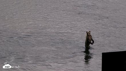 Kodiak Alaska Brown Bears Live Webcam - Aug 20, 2026, 8:44pm AKDT