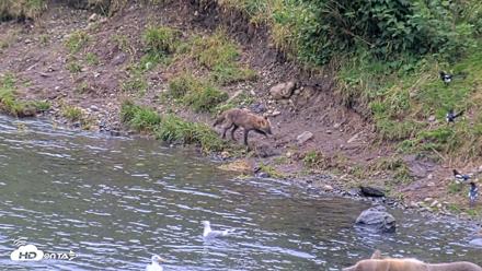 Kodiak Alaska Brown Bears Live Webcam - Aug 20, 2026, 7:05pm AKDT