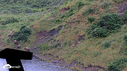 Kodiak Alaska Brown Bears Live Webcam - Aug 7, 2026, 7:41am AKDT