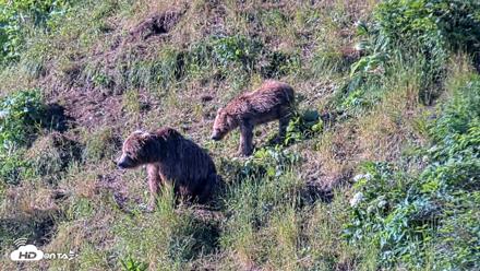 Kodiak Alaska Brown Bears Live Webcam - Jul 30, 2026, 9:13am AKDT