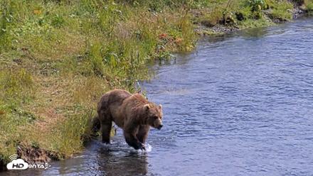 Kodiak Alaska Brown Bears Live Webcam - Aug 6, 2026, 2:55pm AKDT