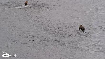Kodiak Alaska Brown Bears Live Webcam - Aug 14, 2026, 1:38pm AKDT