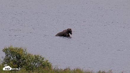 Kodiak Alaska Brown Bears Live Webcam - Aug 14, 2026, 1:44pm AKDT