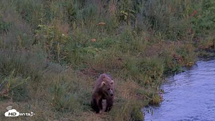 Kodiak Alaska Brown Bears Live Webcam - Aug 8, 2026, 10:13pm AKDT