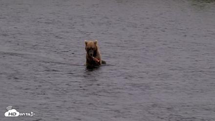 Kodiak Alaska Brown Bears Live Webcam - Aug 12, 2026, 4:23pm AKDT