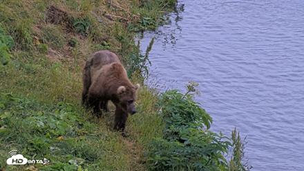 Kodiak Alaska Brown Bears Live Webcam - Aug 3, 2026, 6:37am AKDT