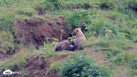 Kodiak Alaska Brown Bears Live Webcam - Aug 9, 2026, 4:04pm AKDT
