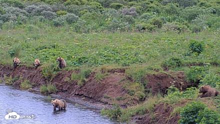 Kodiak Alaska Brown Bears Live Webcam - Aug 6, 2026, 7:30pm AKDT