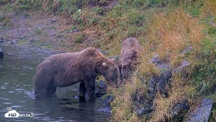 Kodiak Alaska Brown Bears Live Webcam - Aug 16, 2026, 2:48pm AKDT