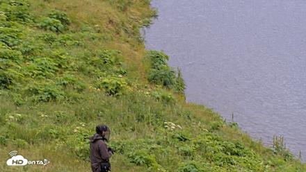 Kodiak Alaska Brown Bears Live Webcam - Jul 27, 2026, 3:31pm AKDT