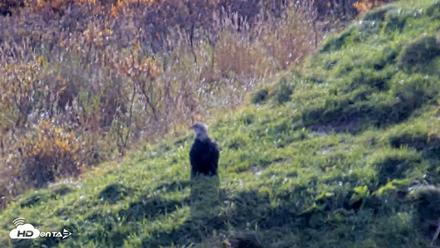 Kodiak Alaska Brown Bears Live Webcam - Oct 8, 2026, 1:12pm AKDT