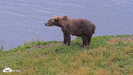 Kodiak Alaska Brown Bears Live Webcam - Aug 19, 2026, 5:35pm AKDT