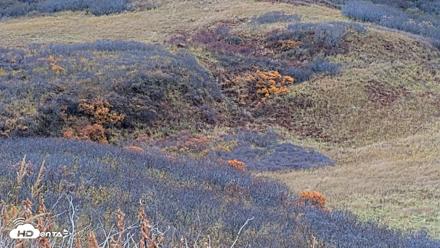 Kodiak Alaska Brown Bears Live Webcam - Oct 20, 2026, 3:36pm AKDT
