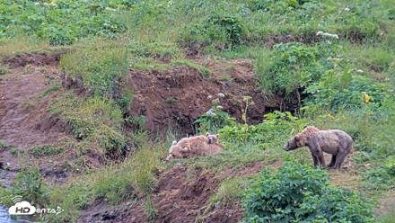 Kodiak Alaska Brown Bears Live Webcam - Aug 3, 2026, 3:40pm AKDT