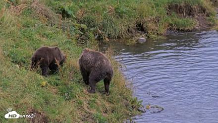 Kodiak Alaska Brown Bears Live Webcam - Aug 20, 2026, 8:25pm AKDT