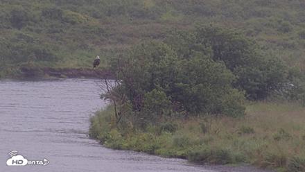 Kodiak Alaska Brown Bears Live Webcam - Aug 20, 2026, 10:32am AKDT