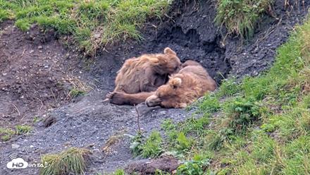 Kodiak Alaska Brown Bears Live Webcam - Aug 22, 2026, 4:01pm AKDT