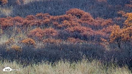 Kodiak Alaska Brown Bears Live Webcam - Oct 20, 2026, 4:45pm AKDT