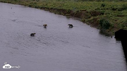 Kodiak Alaska Brown Bears Live Webcam - Aug 18, 2026, 7:51am AKDT