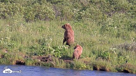 Kodiak Alaska Brown Bears Live Webcam - Jul 25, 2026, 6:55pm AKDT